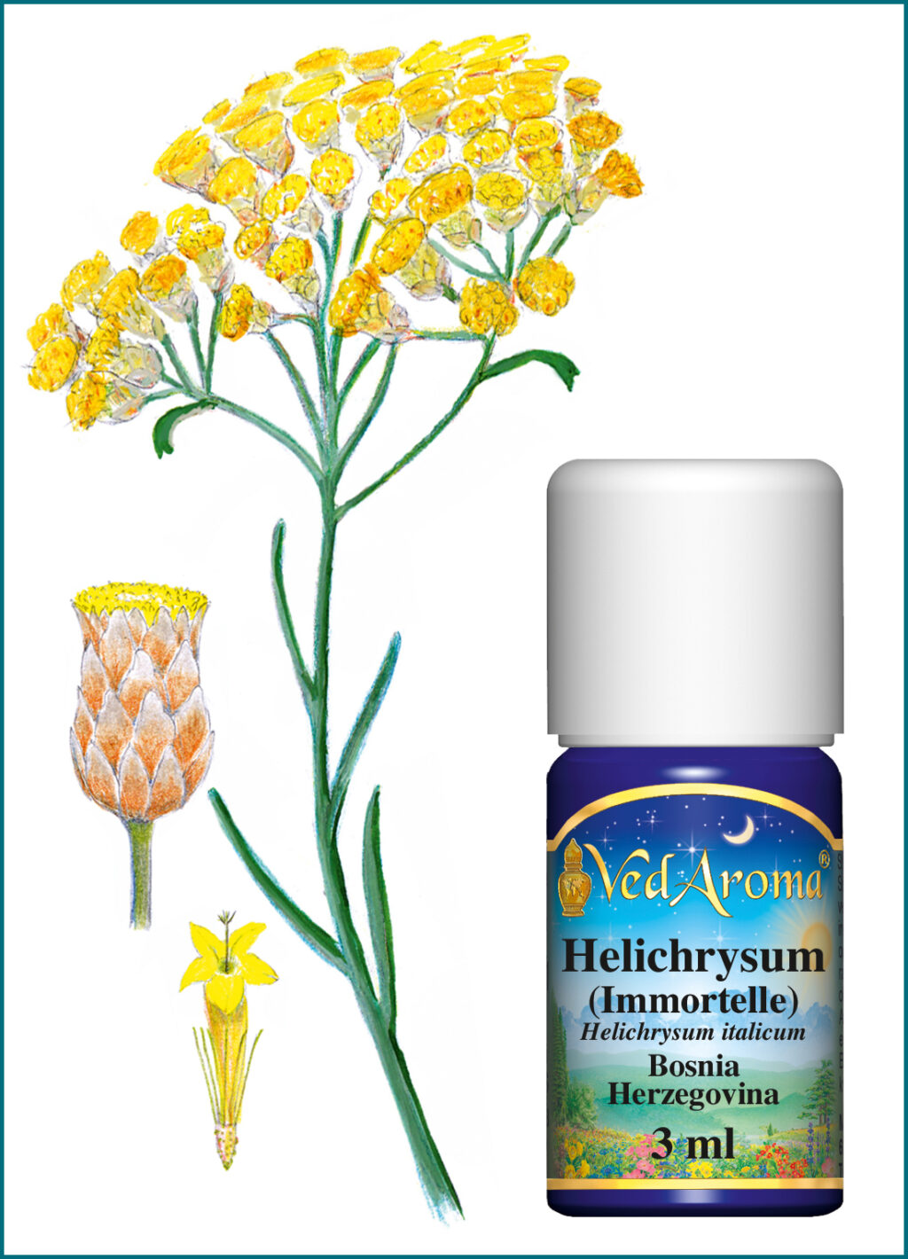 Helichrysum