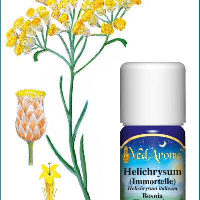 Helichrysum