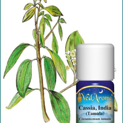 Cassia India