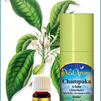Champaka fehér