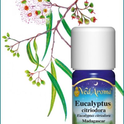 Eucalyptus citriodora illóolaj
