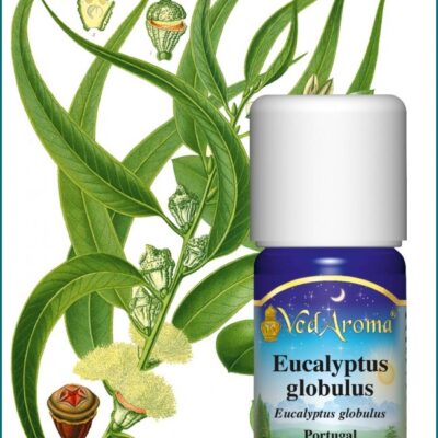 Eucalyptus globulus illóolaj