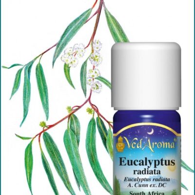 Eucalyptus radiata illóolaj