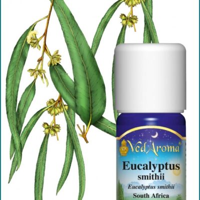 Eucalyptus smithii illóolaj
