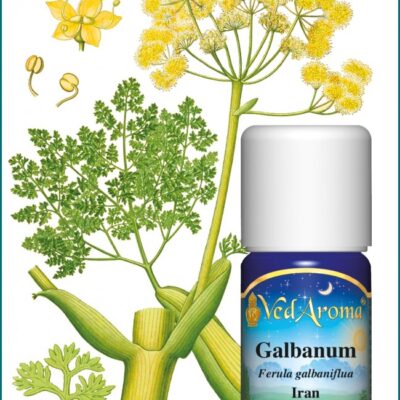 Galbanum illóolaj