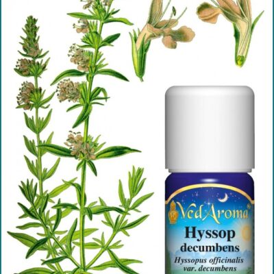 Izsóp decumbens illóolaj