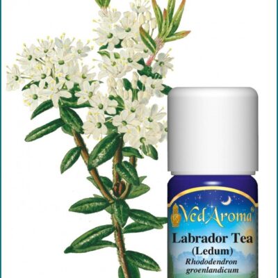 Labrador tea illóolaj