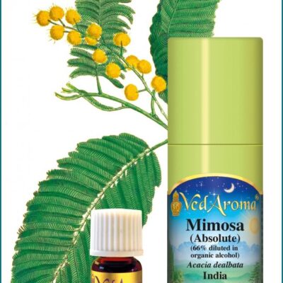 Mimosa