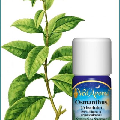 Osmanthus