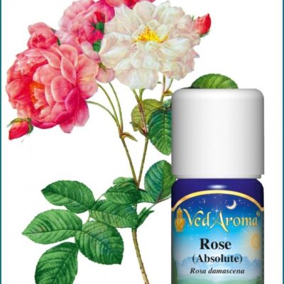 Rose Absolute