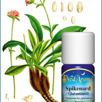 Spikenard