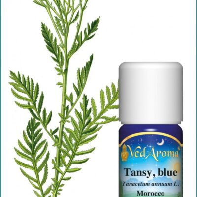 Tansy