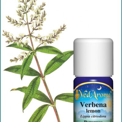 Verbena citrom